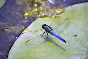 Les petites bêtes de l'eau