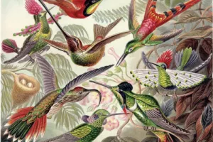 Balades ornithologique et botanique