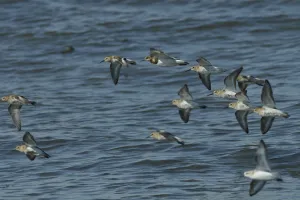 Les visiteurs d'Automne