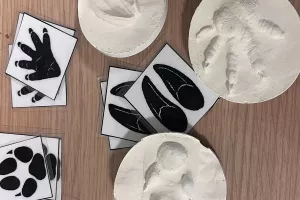 Atelier Bout d'choux Moulage d'empreinte animale