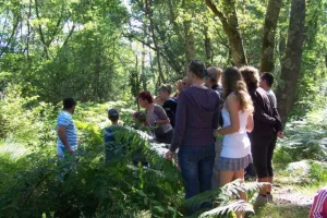 Promenade nature en forêt sur l'histoire et la gestion de la forêt Landaise