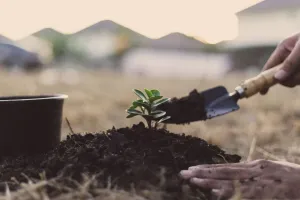 Chantier participatif : plantation des modelés dunaires du parvis de la Maison de l’Environnement