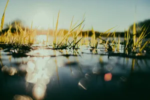 Sortie Nature : Effet de la restauration d'une zone humide