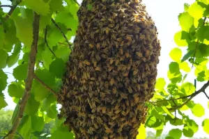 Porte ouverte sur l'apiculture