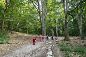 Festival Nuits des Forêts