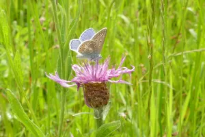Découverte des plantes sauvages