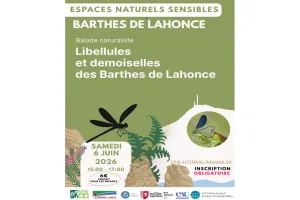 Sortie nature : Libellules et demoiselles des barthes