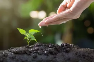Economisez l'eau au jardin