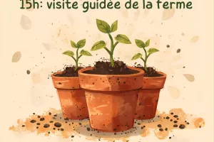 Vente de plants potagers au Jardin du Moulin