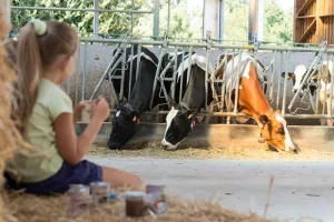 Ferme Saint Ulrich : du réveil des vaches au petit-déjeuner