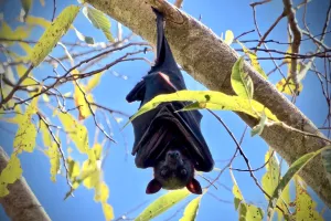 Conférence et sortie, chauves-souris au Foyer Rural