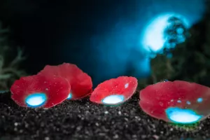 Balade fluorescence - Sortie nocturne aux torches UV.