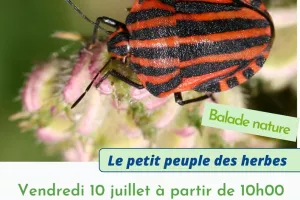 Le petit peuple des herbes