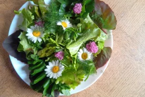 Le potager insolite aux plantes musiciennes