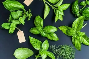 Les plantes aromatiques