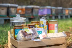 Rencontre avec nos amies les abeilles de Persac