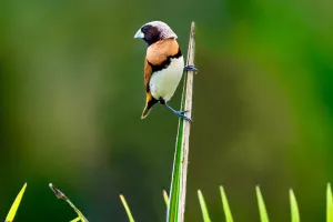 A la découverte des oiseaux, à la réserve départementale de biodiversité d'Argentat