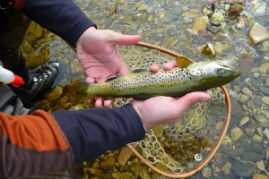 PÊCHE À LA MOUCHE