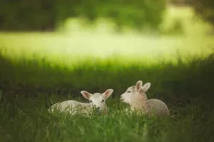 Visite libre de la ferme La Parenthèse