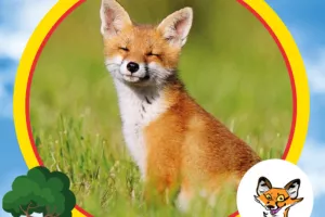 Exposition "J'aime les renards !"