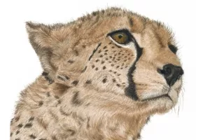 Exposition "Aquarelles animalières"