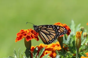 Insectes et autres petites bêtes minuscules