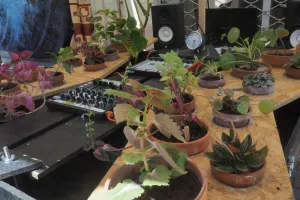 Atelier "musico-botanique" (musique électronique à l'aide des plantes), avec "Le Zygophone de Chambre"