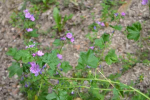 Fête de la nature : Découverte des spécificités  botaniques liées aux vestiges gallo- romains