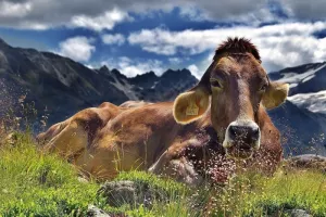 Exposition - Les vaches, histoires à ruminer