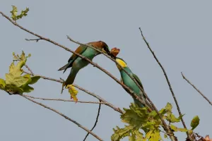 Les oiseaux du lac d'Hossegor