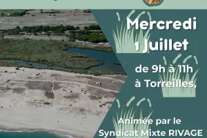 BALADE NATURE, LES OISEAUX PALUDICOLES