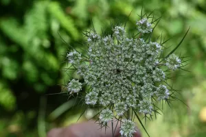 Plantes sauvages comestibles à Baulette