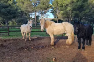 LES PRINTEMPS A LA FERME : bien-être animal
