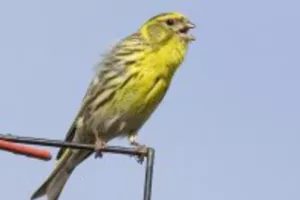 Découvrir et inviter la nature chez soi