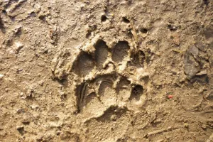 TRACES ET INDICES