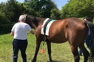[Équidays] Découverte des soins et thérapies complémentaires pour les chevaux et rencontres des praticiens
