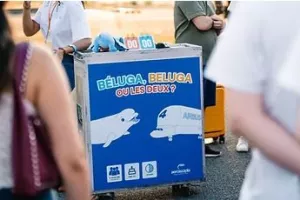 Béluga, Beluga ou les 2 ? - Les 4 et 17 août