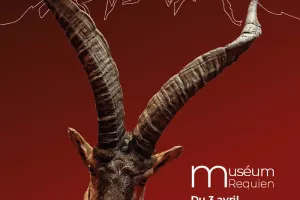 Exposition Le bouquetin