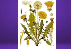 LES SAMEDIS DE L'HERBORISTE : Le PISSENLIT - Viva Taraxacum