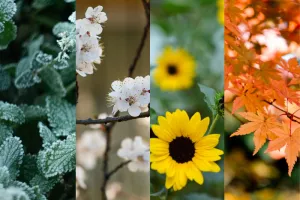 Les Quatre Saisons du Jardinier