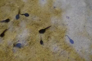 La vie des mares