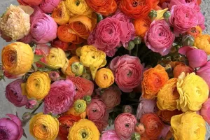 Visite de la ferme florale Casau Bon