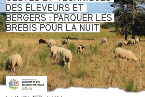Gestes et techniques des éleveurs et bergers : parquer les brebis pour la nuit