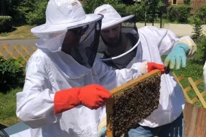 Découverte de l'apiculture à Bordeaux- Pessac