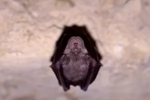 Observez les chauves-souris autour de l'étang du Crey