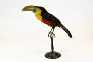 Drôles d’oiseaux, rencontre avec le naturaliste Glenn Dubois