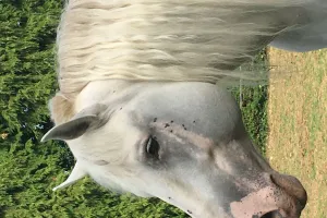 Découverte du cheval de trait