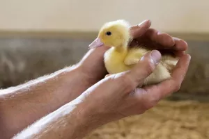 Le Gaveur du Kochersberg : quand la passion du produit est au coeur d'une famille