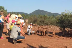 TERROIR, GÉOLOGIE ET PAYSAGE DU SALAGOU
