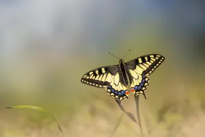 Sortie nature - Le jour des papillons - Rendez-vous aux jardins 2026